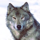 Wolf-Jo1