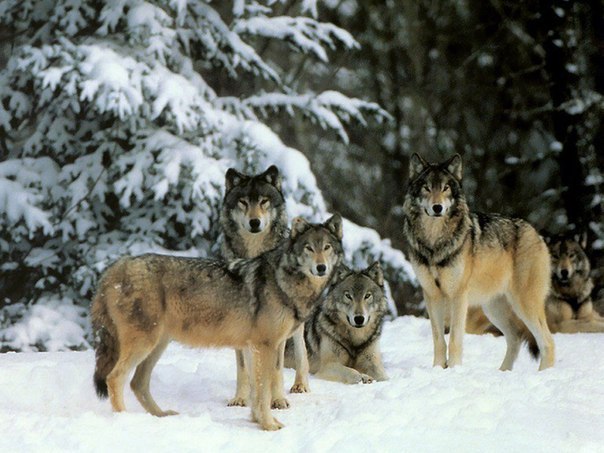 wolfes
